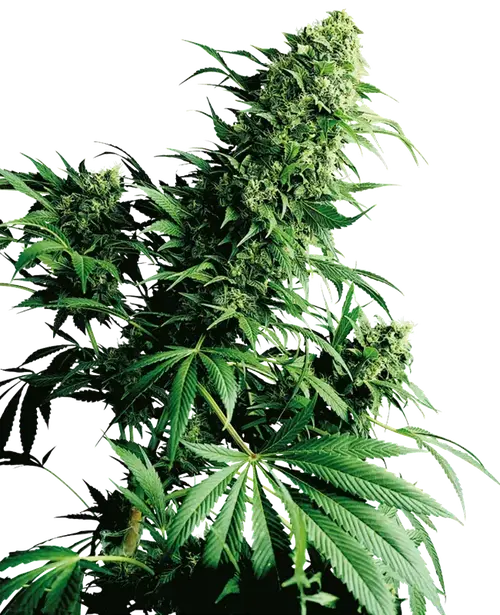 Shiva Shanti Regular