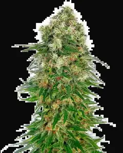 Shiva Skunk Automatic
