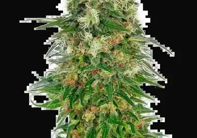 Shiva Skunk Automatic
