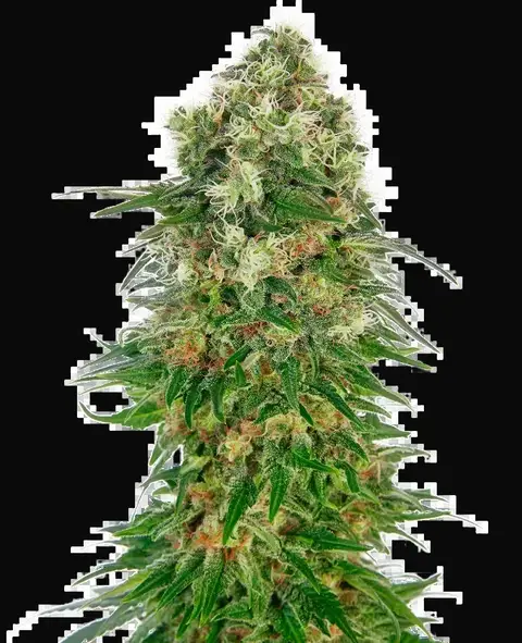 Shiva Skunk Automatic