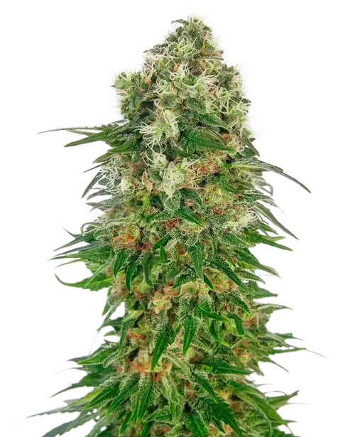 Shiva Skunk Automatic