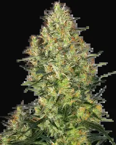 Shiva Skunk Feminized