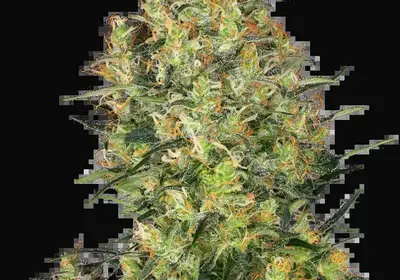 Shiva Skunk