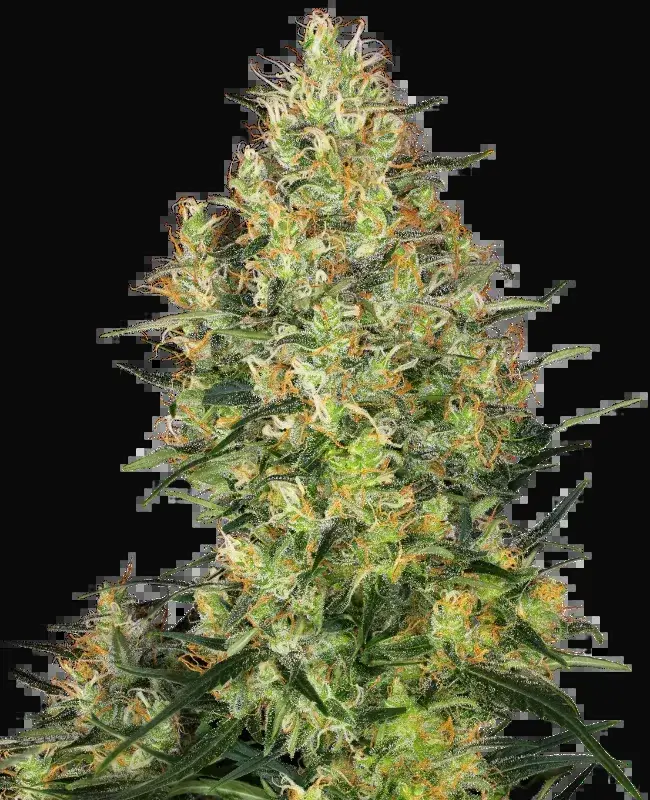 Shiva Skunk