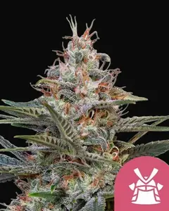 Shogun