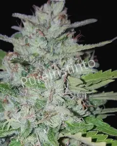 Shotgun Auto