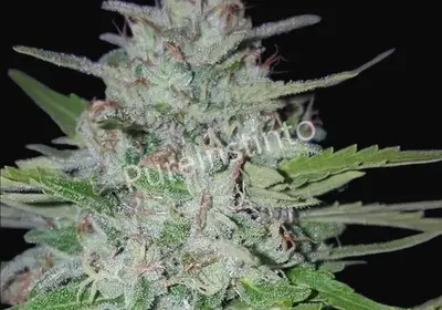 Shotgun Auto