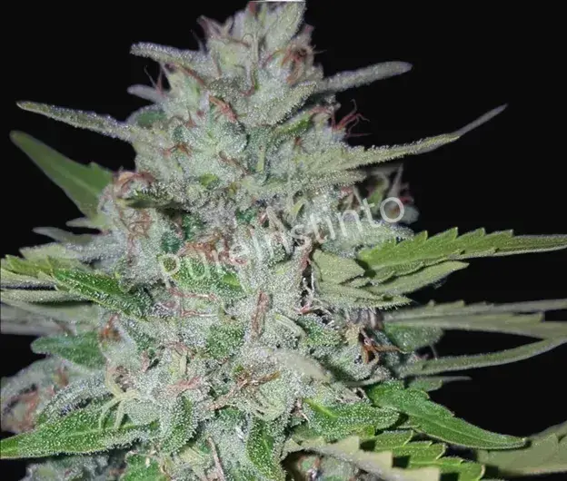 Shotgun Auto