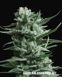 Siberian Haze