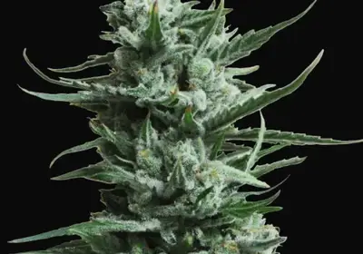 Siberian Haze