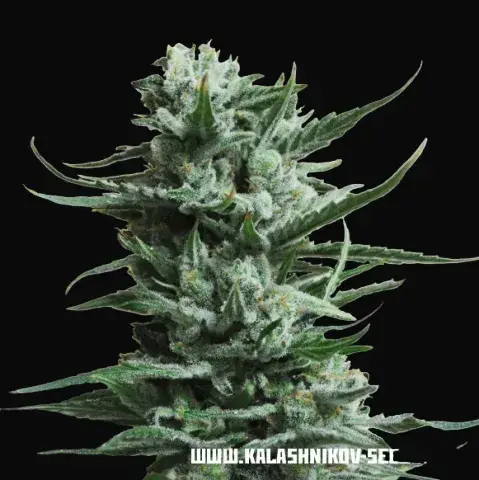 Siberian Haze