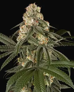 Silk Truffle Feminized