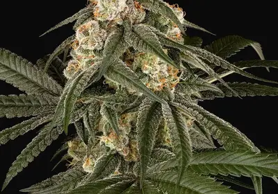 Silk Truffle Feminized
