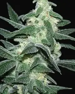 Silver Bullet