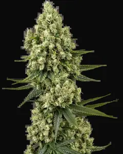 Silver Fire Feminized