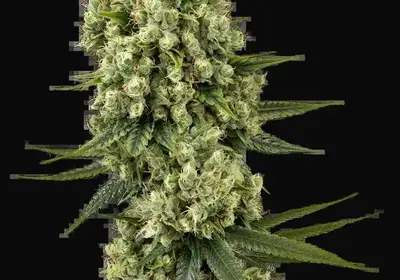 Silver Fire Feminized