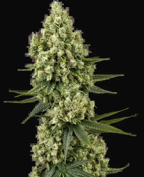 Silver Fire Feminized