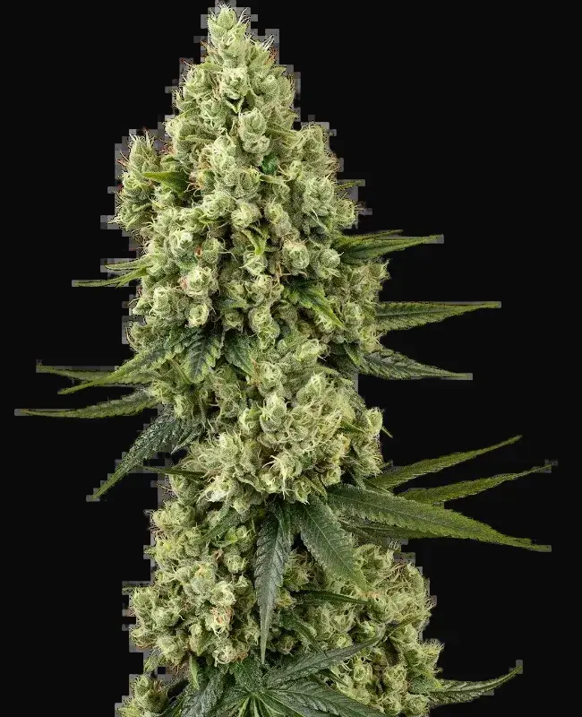 Silver Fire Feminized