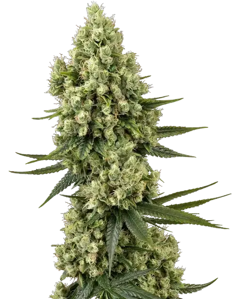 Silver Fire Feminized