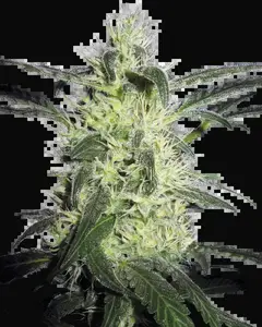 Silver Haze Feminized
