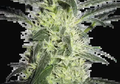 Silver Haze Feminized