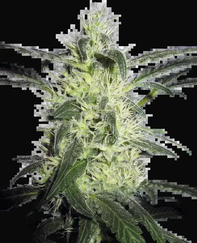 Silver Haze Feminized