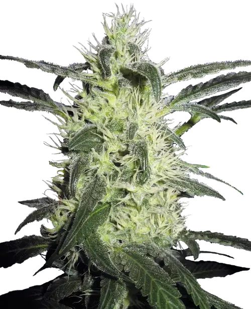 Silver Haze Feminized