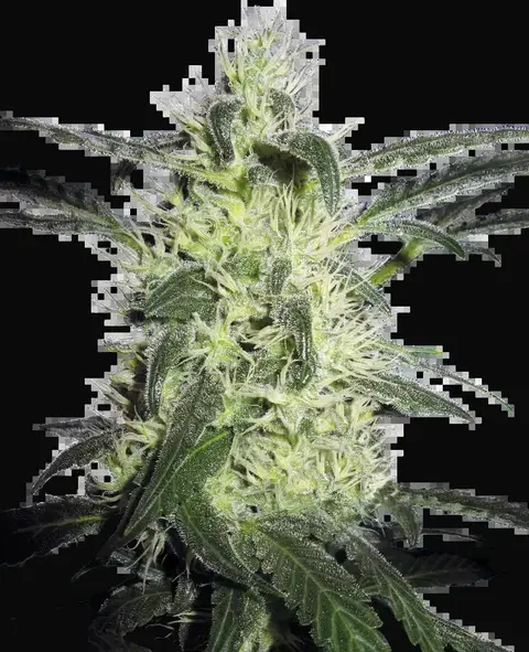 Silver Haze
