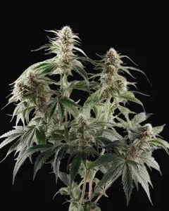 Silver Haze