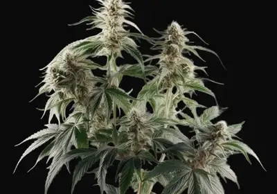 Silver Haze
