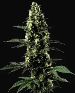 Silver Surfer Haze