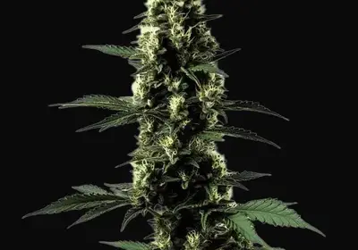 Silver Surfer Haze