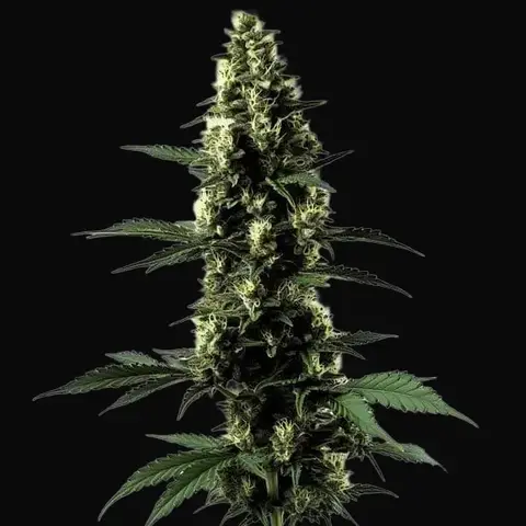 Silver Surfer Haze