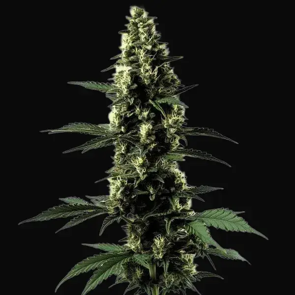 Silver Surfer Haze