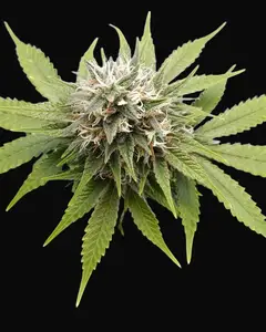 Silver Widow