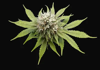 Silver Widow