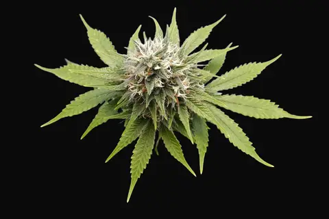Silver Widow