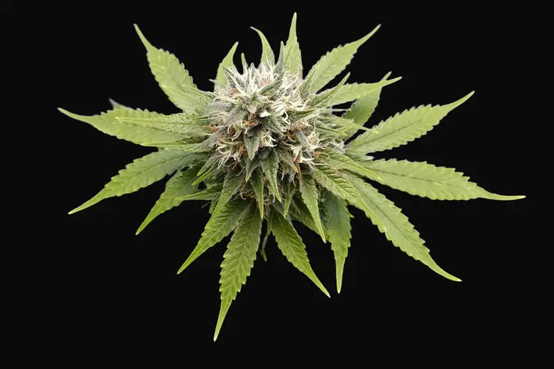 Silver Widow