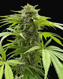 Silvergrape Sherbet