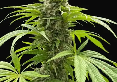 Silvergrape Sherbet
