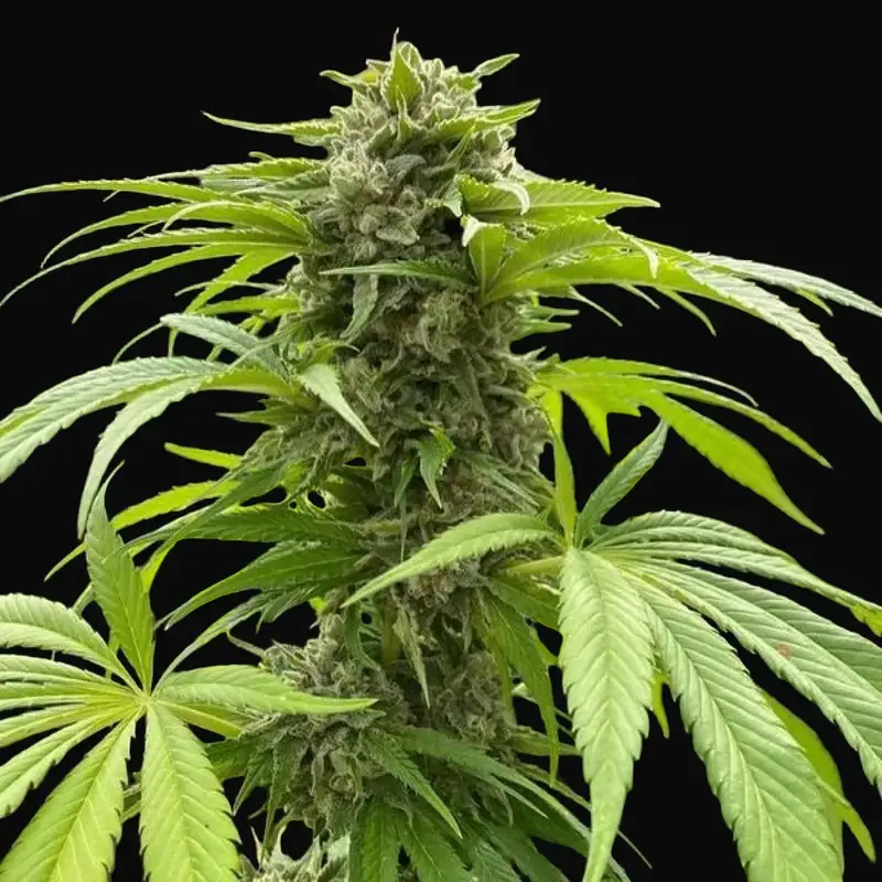 Silvergrape Sherbet