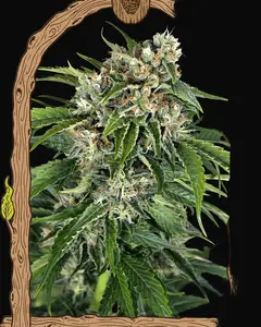 Sir Jack Auto Pure CBD