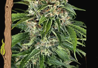 Sir Jack Auto Pure CBD