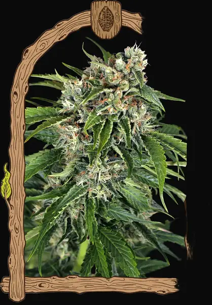 Sir Jack Auto Pure CBD