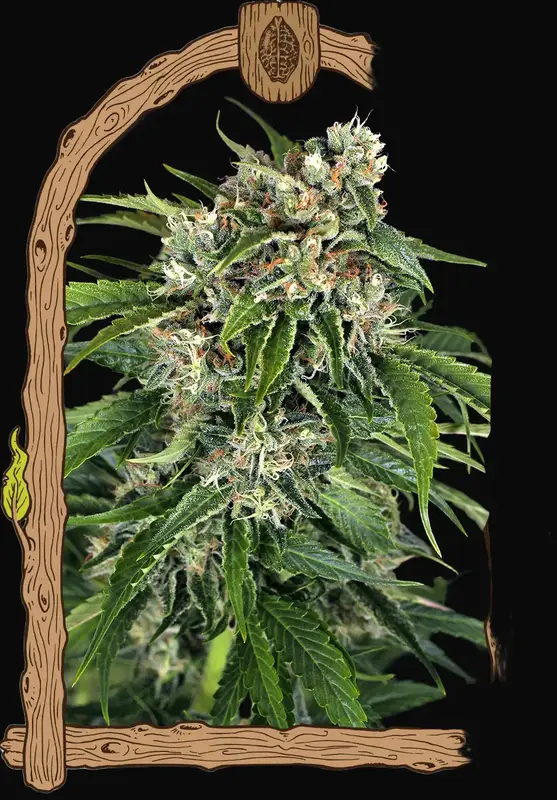 Sir Jack Auto Pure CBD