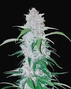 Six Shooter Auto