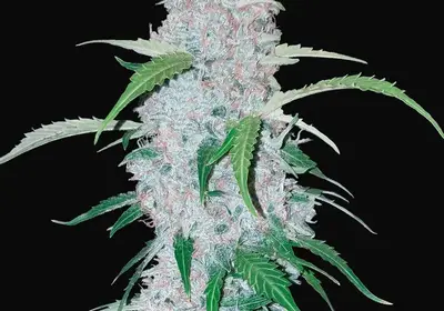 Six Shooter Auto