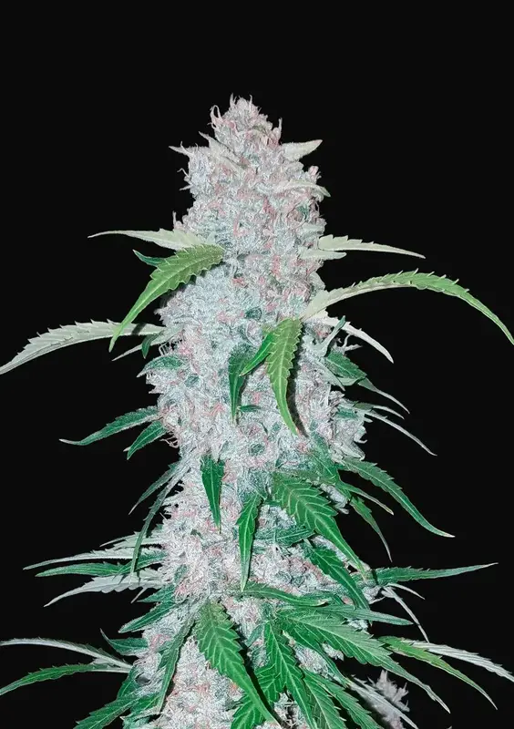 Six Shooter Auto