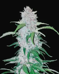 Six Shooter Auto
