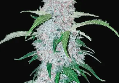 Six Shooter Auto